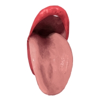http://jeanandre.fr/files/gimgs/th-21_bouche_-_copie.jpg